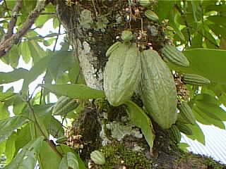 Planta del Cacao